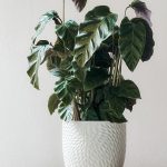 planta interior